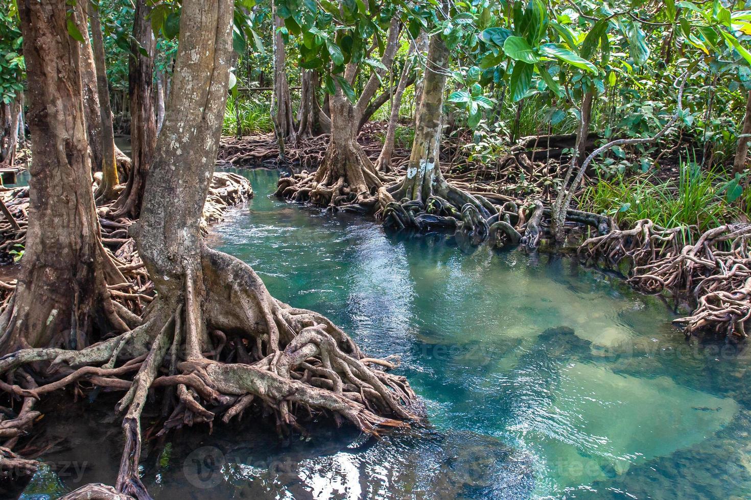 A small river flows through a mangrove forest with thick trees with twisted roots. The water is green and clear. Around the Asian jungle. photo