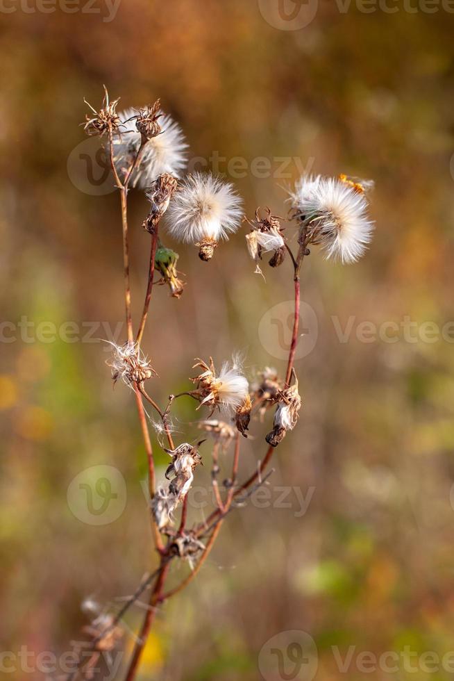 A plant similar to many dandelions on one stem with selective focus and a blurred background. Warm tone colors. Vertical. photo