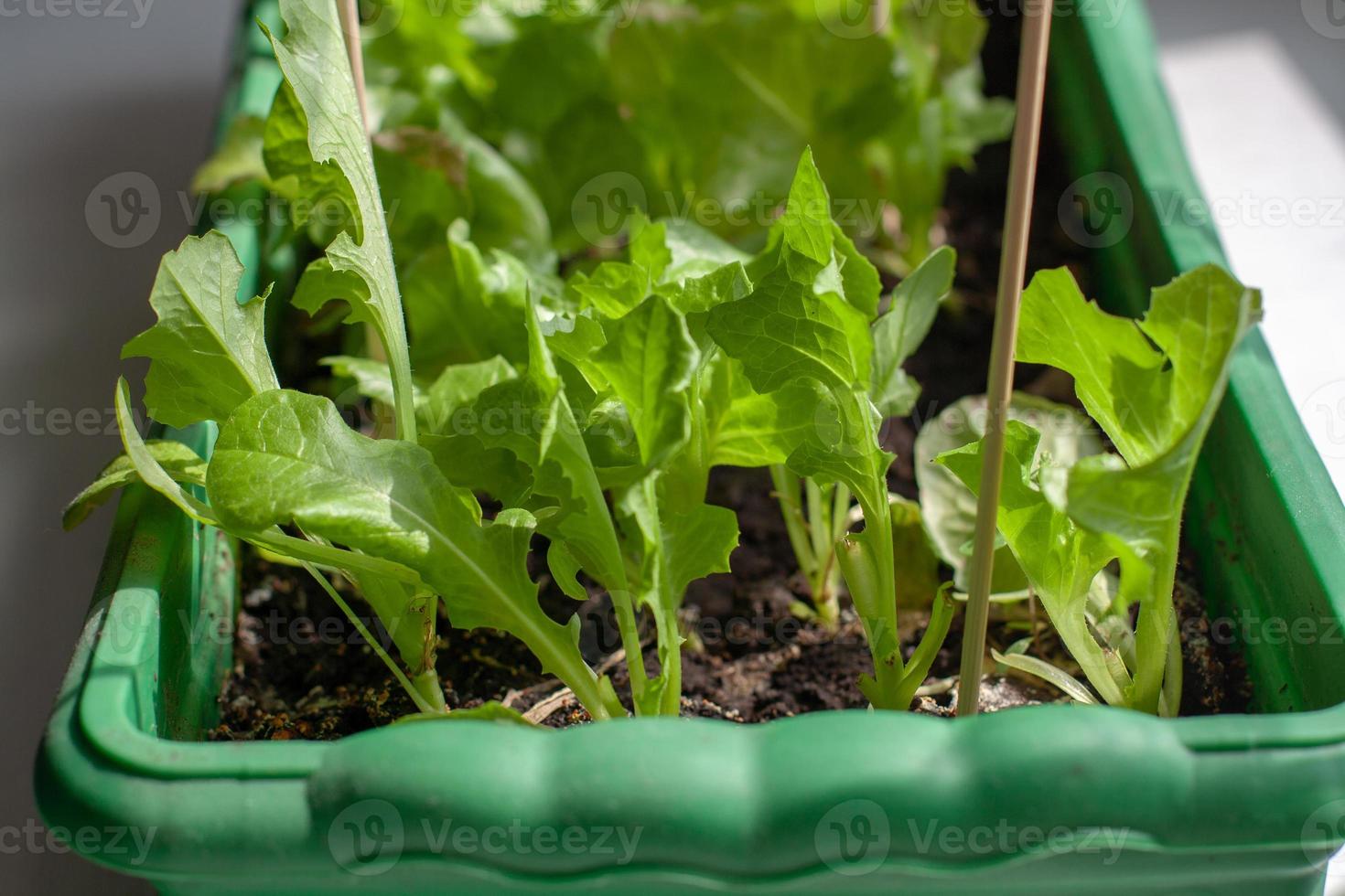 Growing lettuce at home in a box for seedlings. Long plastic box with earth. Green leaves of a young salad. Shallow depth of field. Horizontal. photo