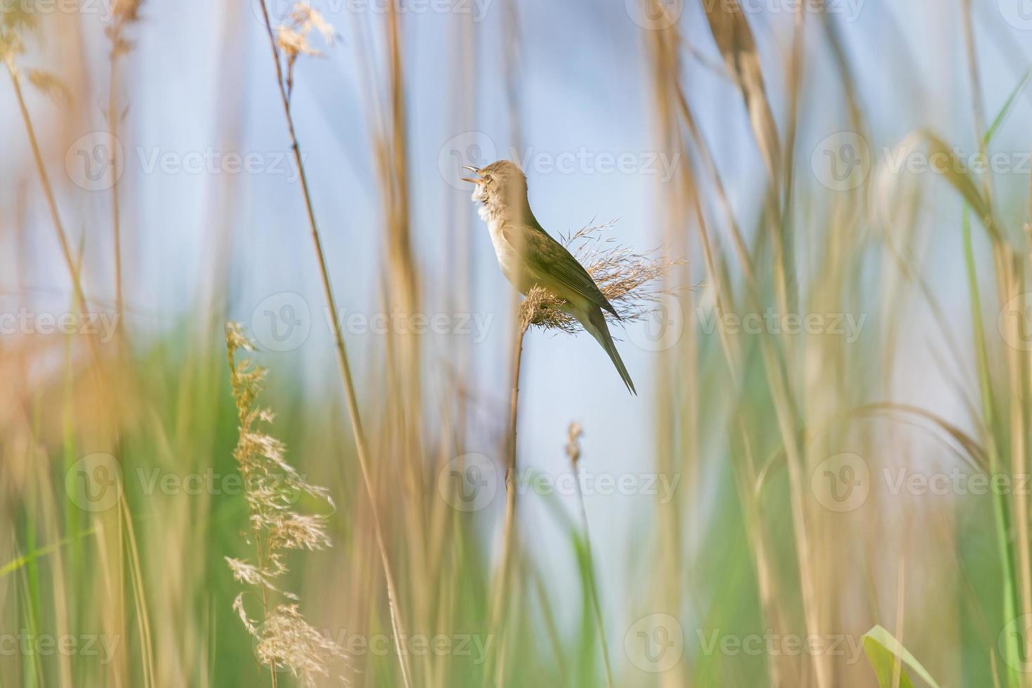 common whitethroat singing on reed at riverside photo