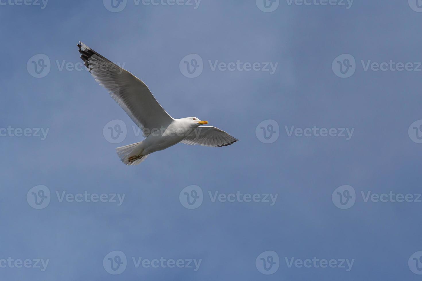 view on European herring gull flying with opened wings in a blue sky photo