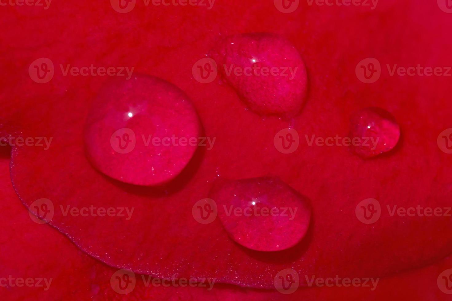 close up of rain drops on red rose petal photo
