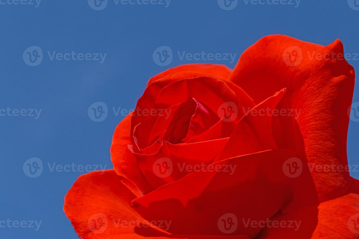 close up of red rose flower against blue sky photo