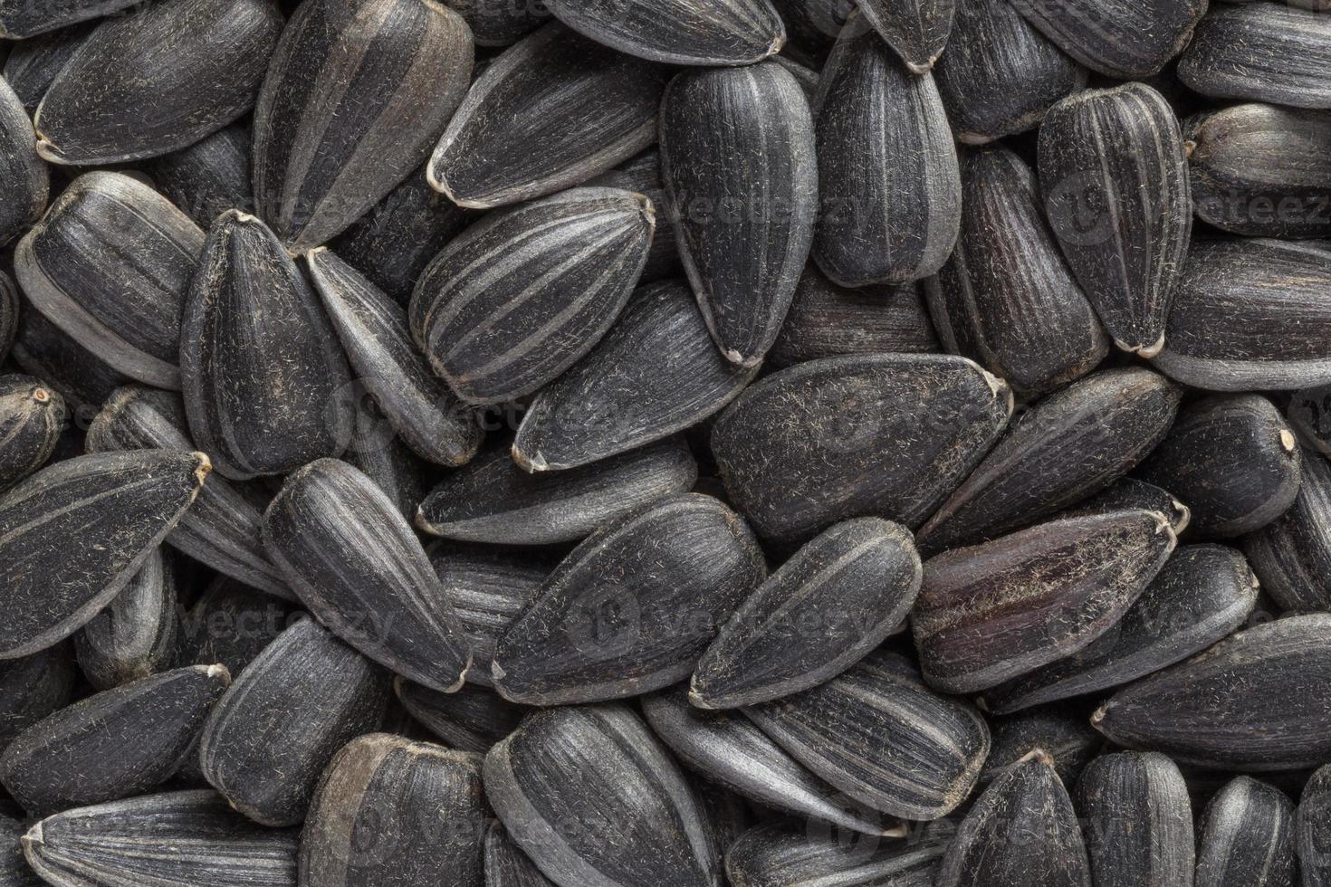 close up of sunflower seeds background photo