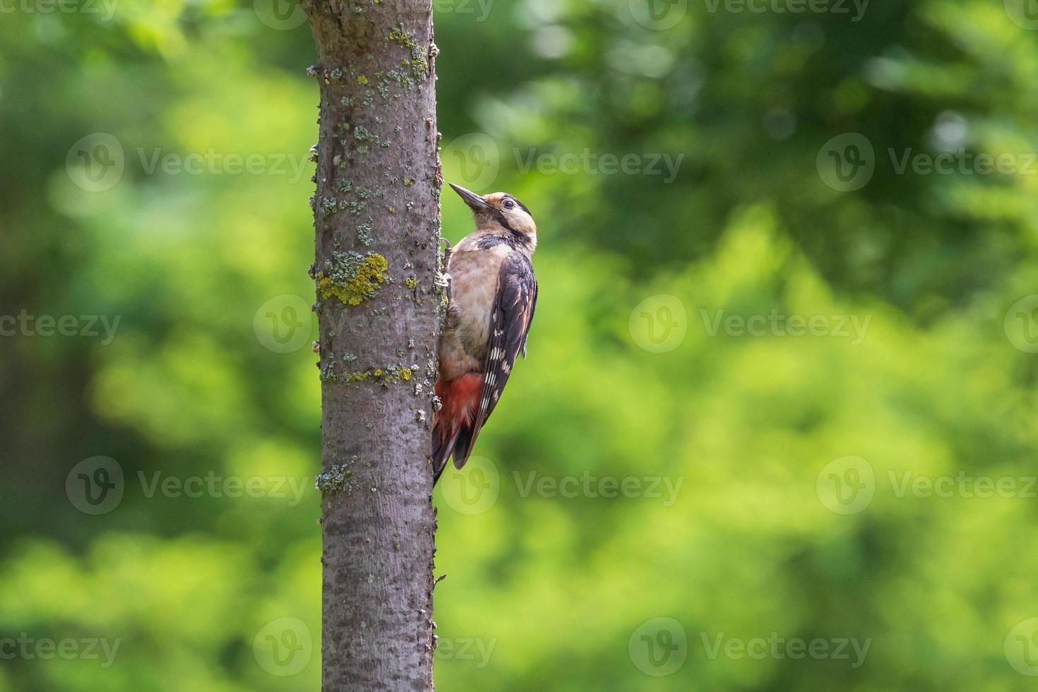 cerca arriba de pájaro carpintero sentado en maletero de árbol en parque a verano foto