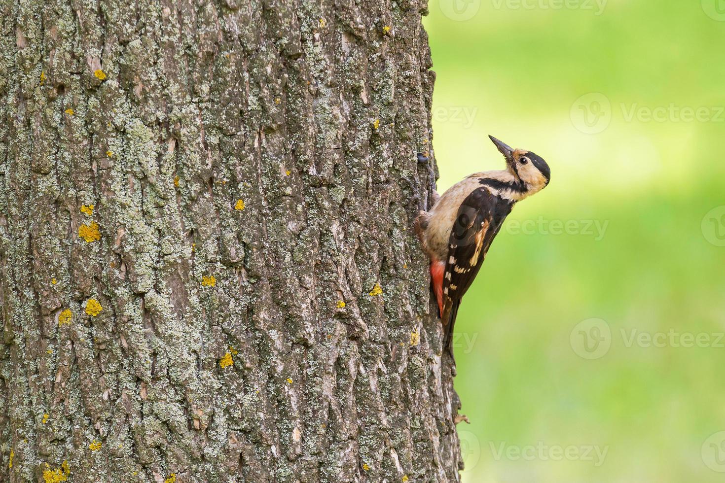 close up of woodpecker sitting on trunk of tree at summer photo