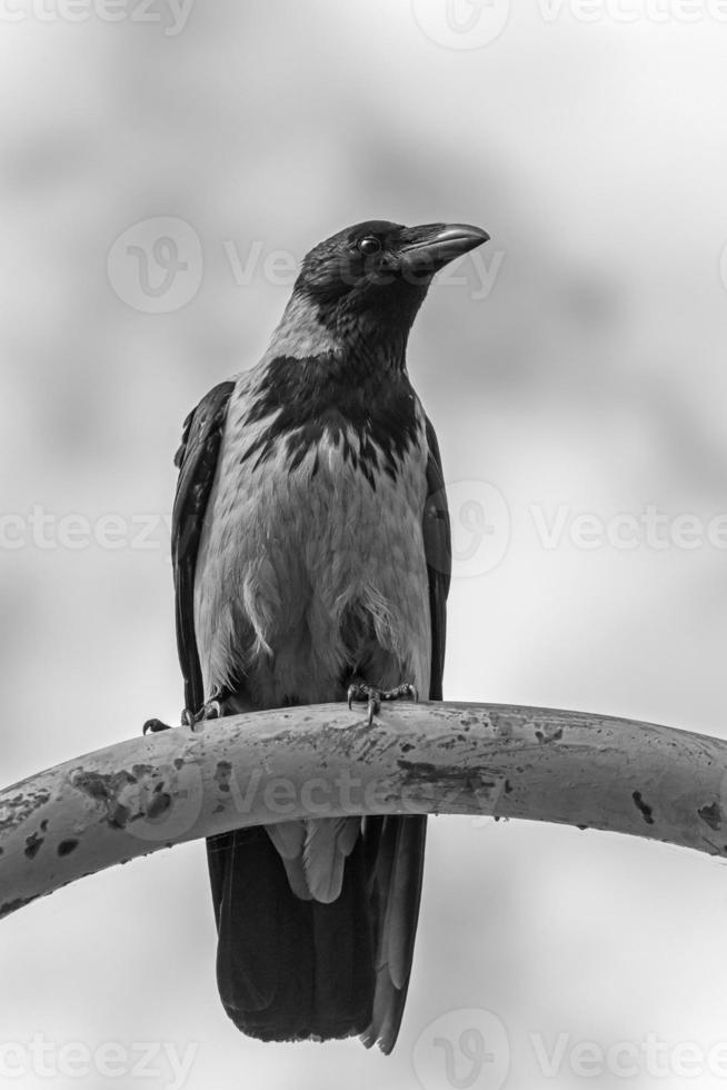 close up of hooded crow sitting on rusty metal pipe photo