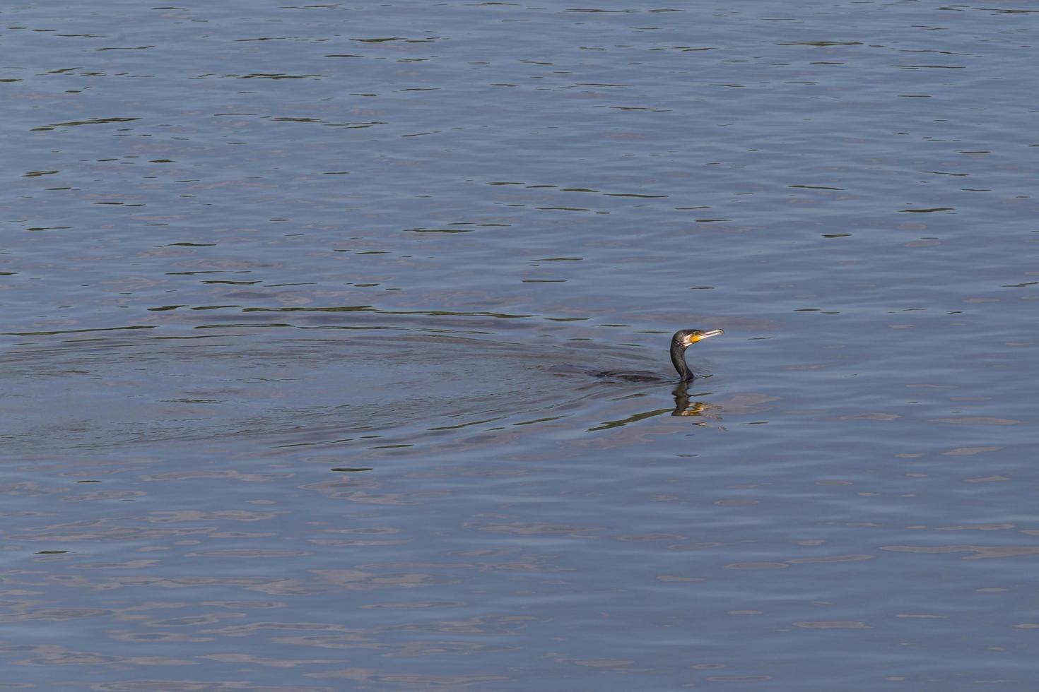 view on great black cormorant swimming in a river photo