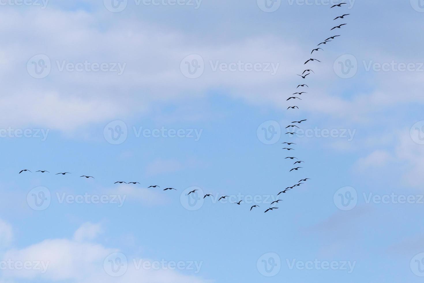 big flock of great black cormorants flying in a cloudy sky photo