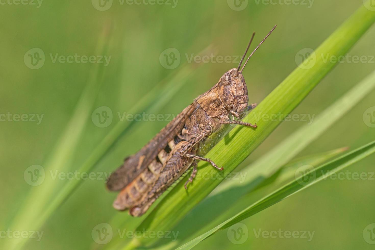 close up of grasshopper sitting on blade in grass photo