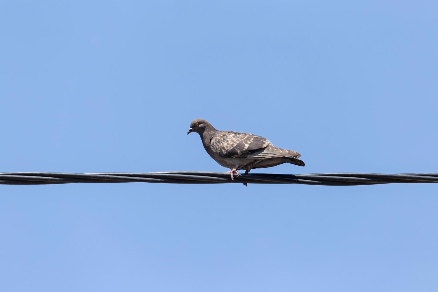 pigeon sitting on electrical wire against blue sky photo