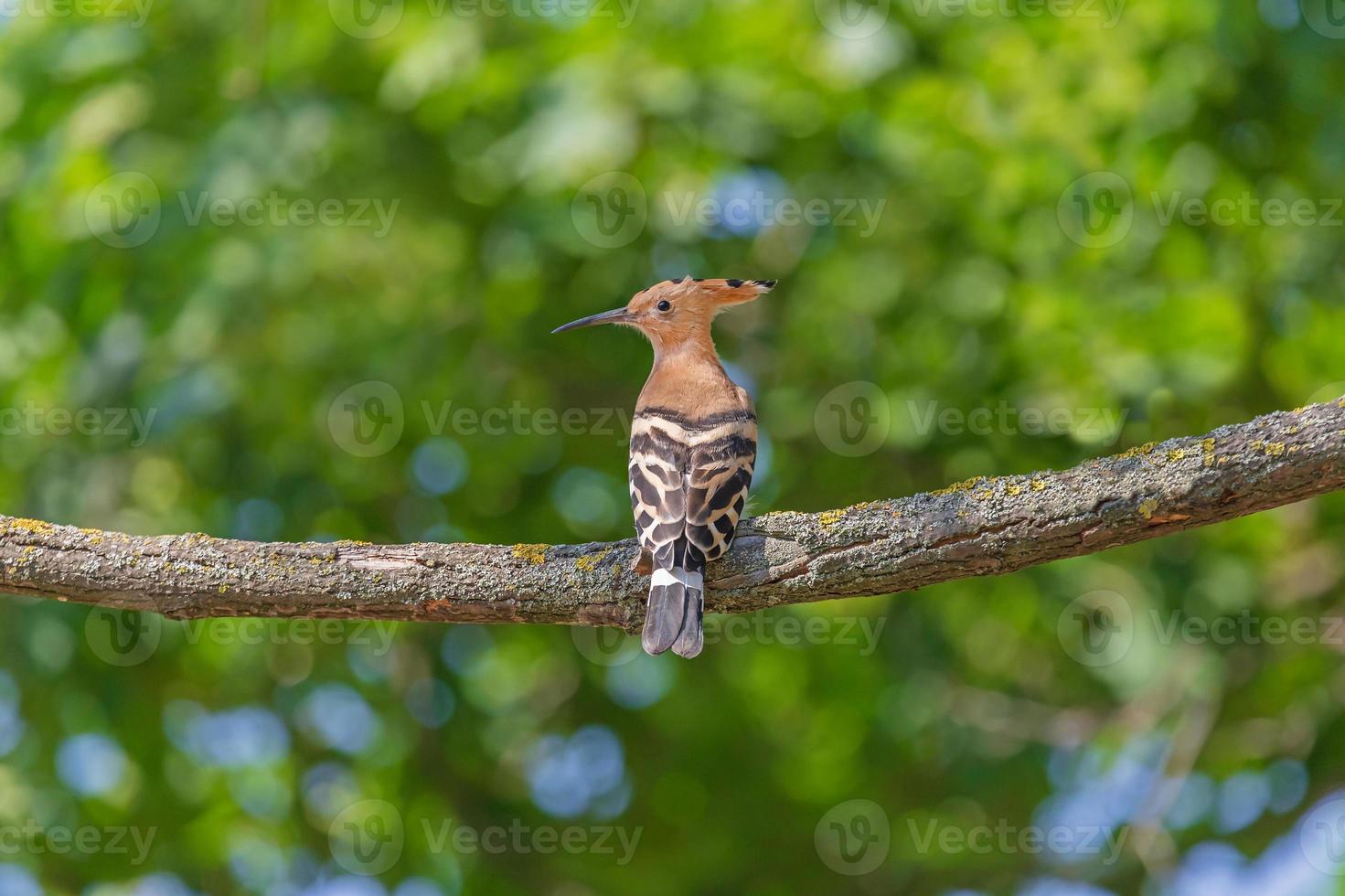 close up of hoopoe sitting on branch of tree photo