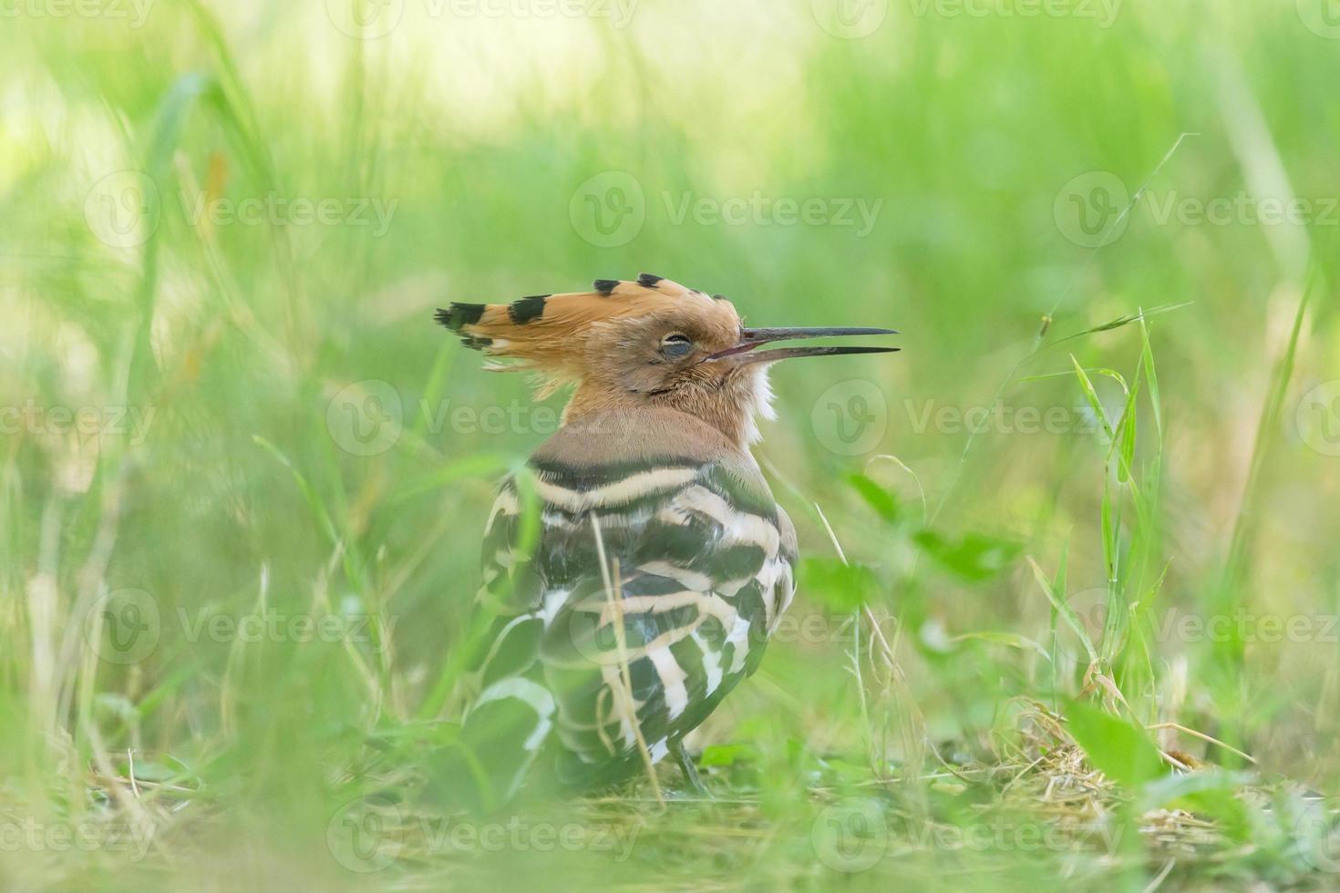 close up of hoopoe sleeping in green grass photo