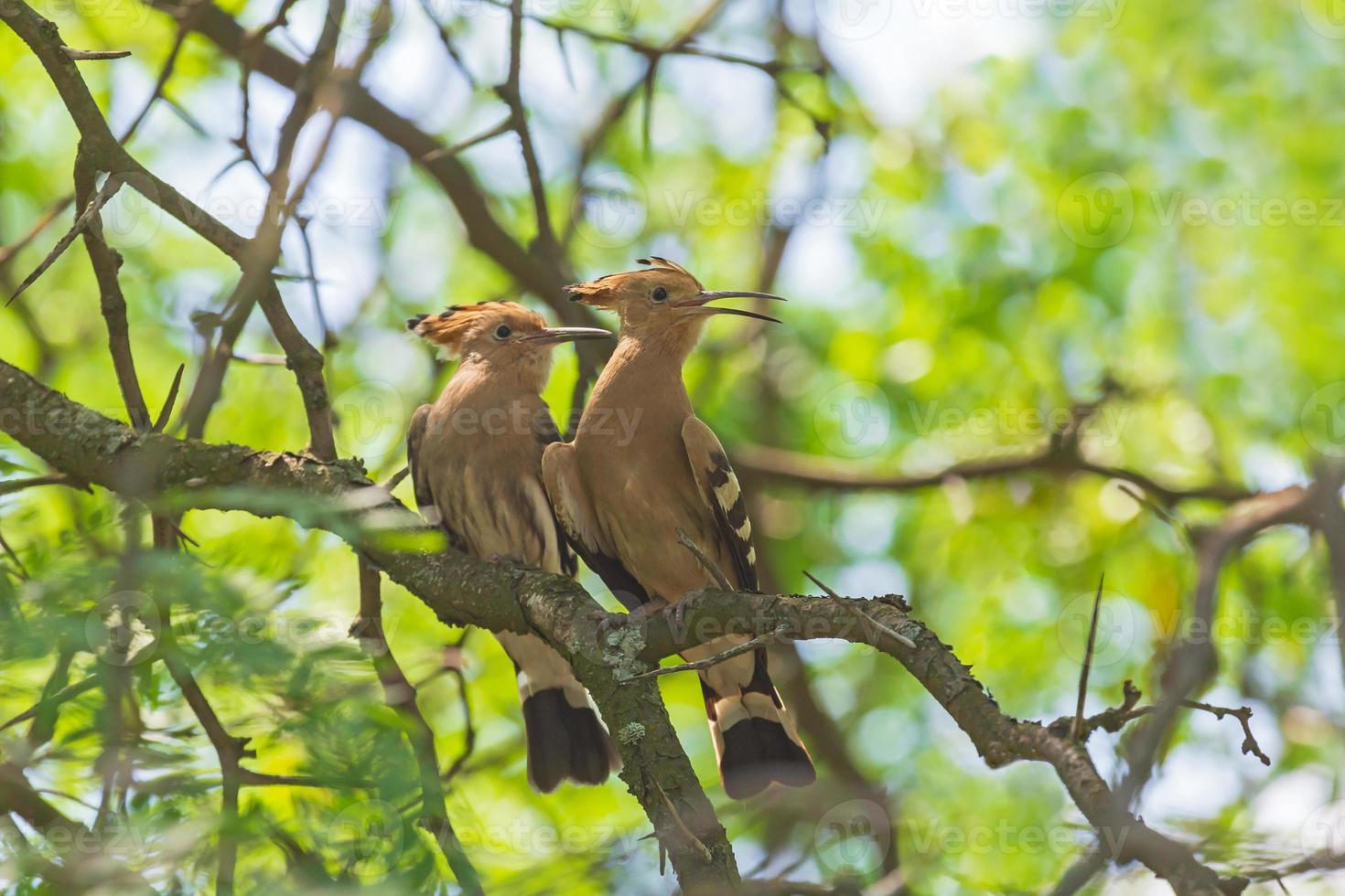 pair of hoopoe sitting on branch of tree photo