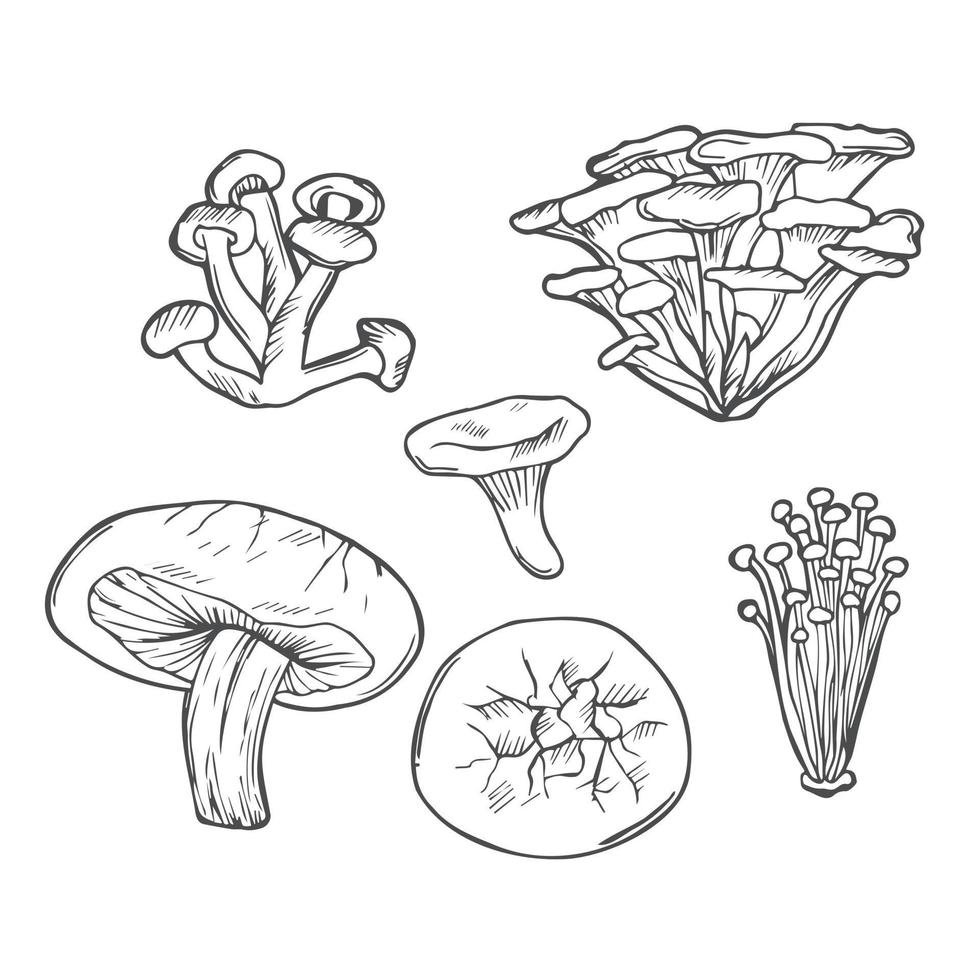 Doodle Mushroom hand drawn vector setl. Edible Mushrooms shiitake, chanterelle, enokitake, honey agaric, fresh organic food isolated on white.