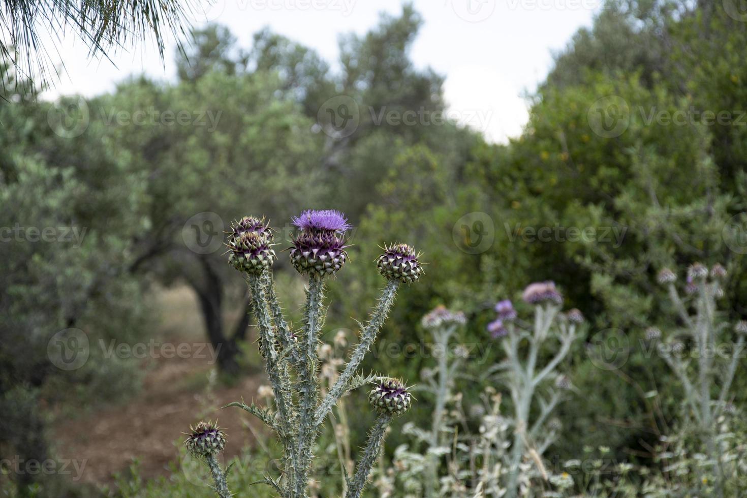 Pink thistle flower with thorny green stems with olive trees in the background. photo