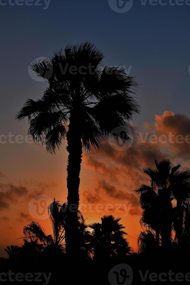 calm night landscape on the shore with palm trees of the ocean in Tenerife, Spain photo