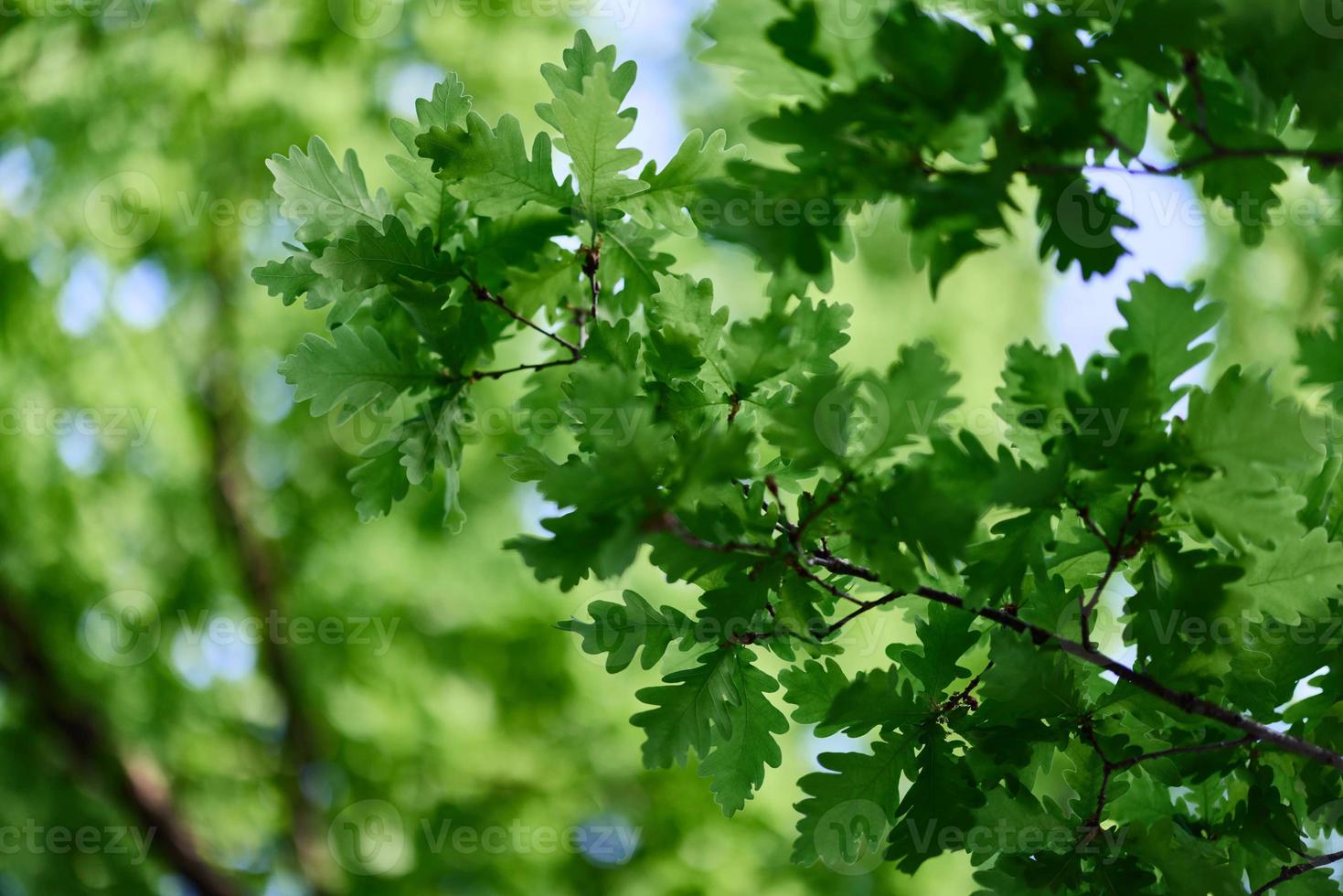 Green fresh leaves on oak branches close-up against the sky in sunlight photo