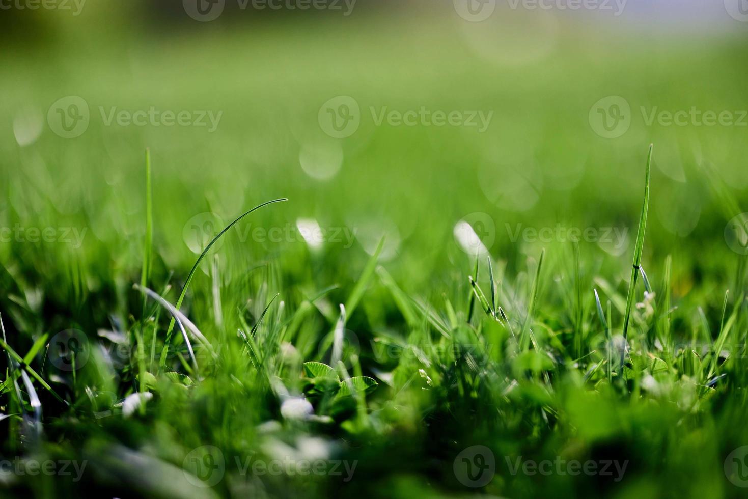 Green lawn grass close-up of the leaves of the grass. Nature conservation without environmental pollution, clean air photo