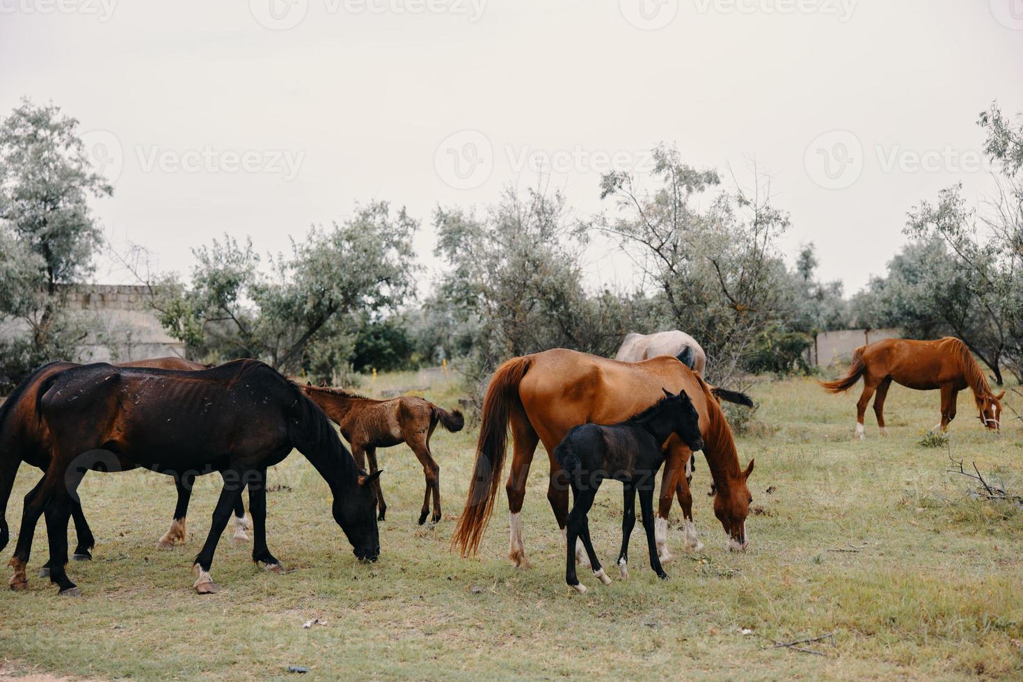 Horses eat grass in the field nature mammals photo