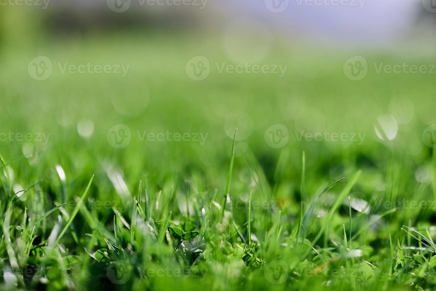 Green summer grass in the rays of sunlight, preserving the nature of the earth photo