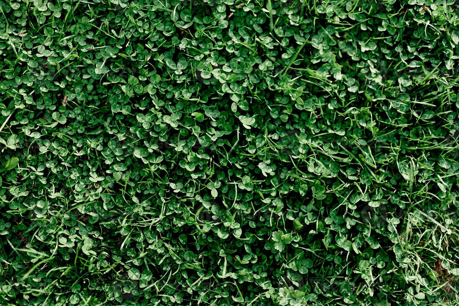 Young summer clover grass and microclover close-up, greening the environment, summer sunlight on the leaves photo