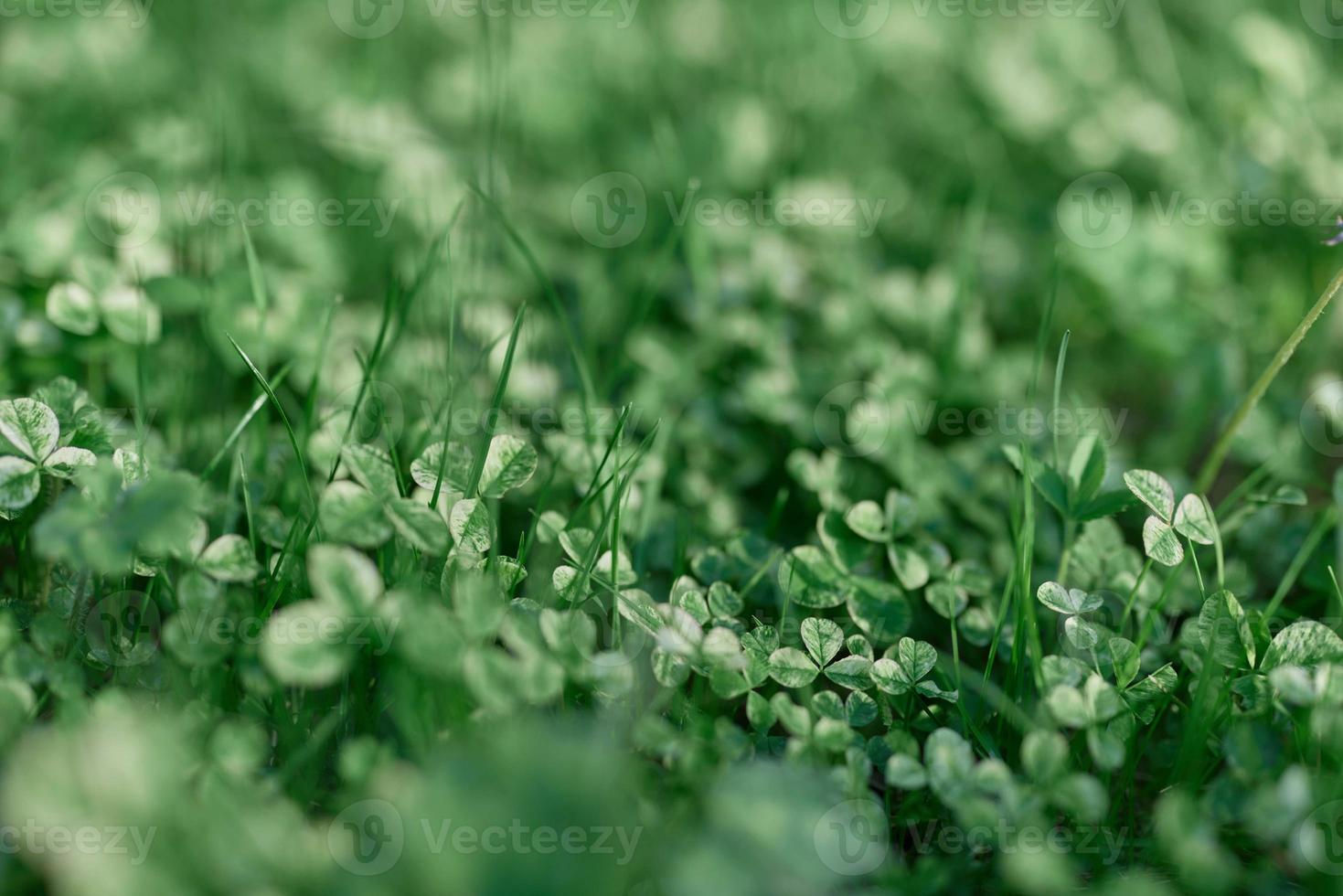 joven verde hojas foque de cerca, Fresco césped césped en verano en el suelo en luz de sol para un pantalla ahorrador, burlarse de arriba foto