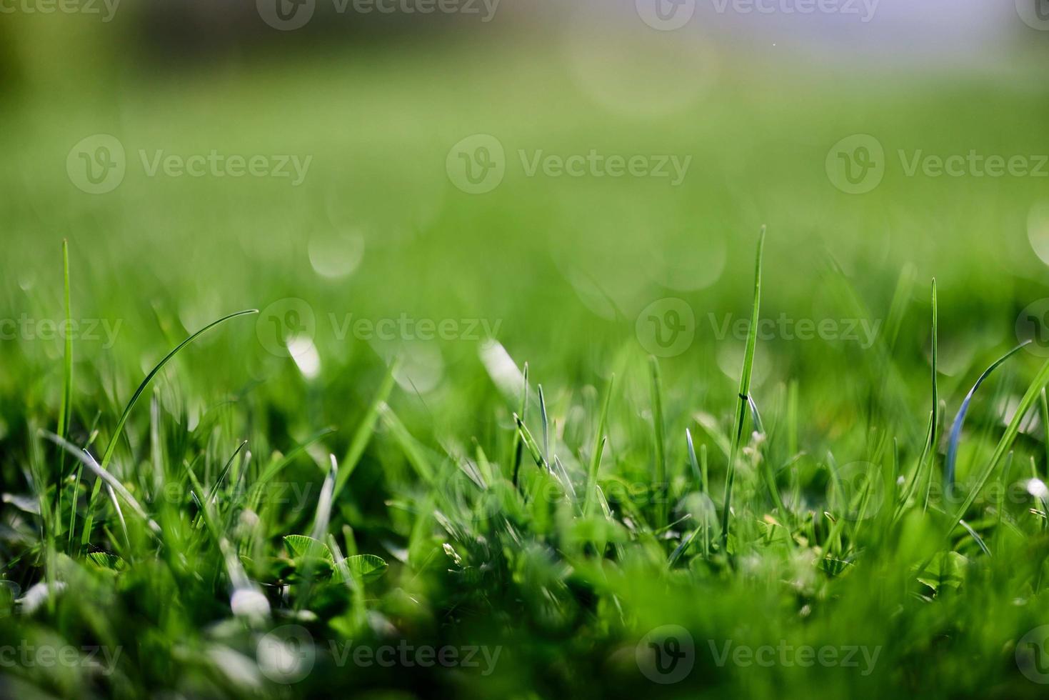 Green lawn grass close-up of the leaves of the grass. Nature conservation without environmental pollution, clean air photo