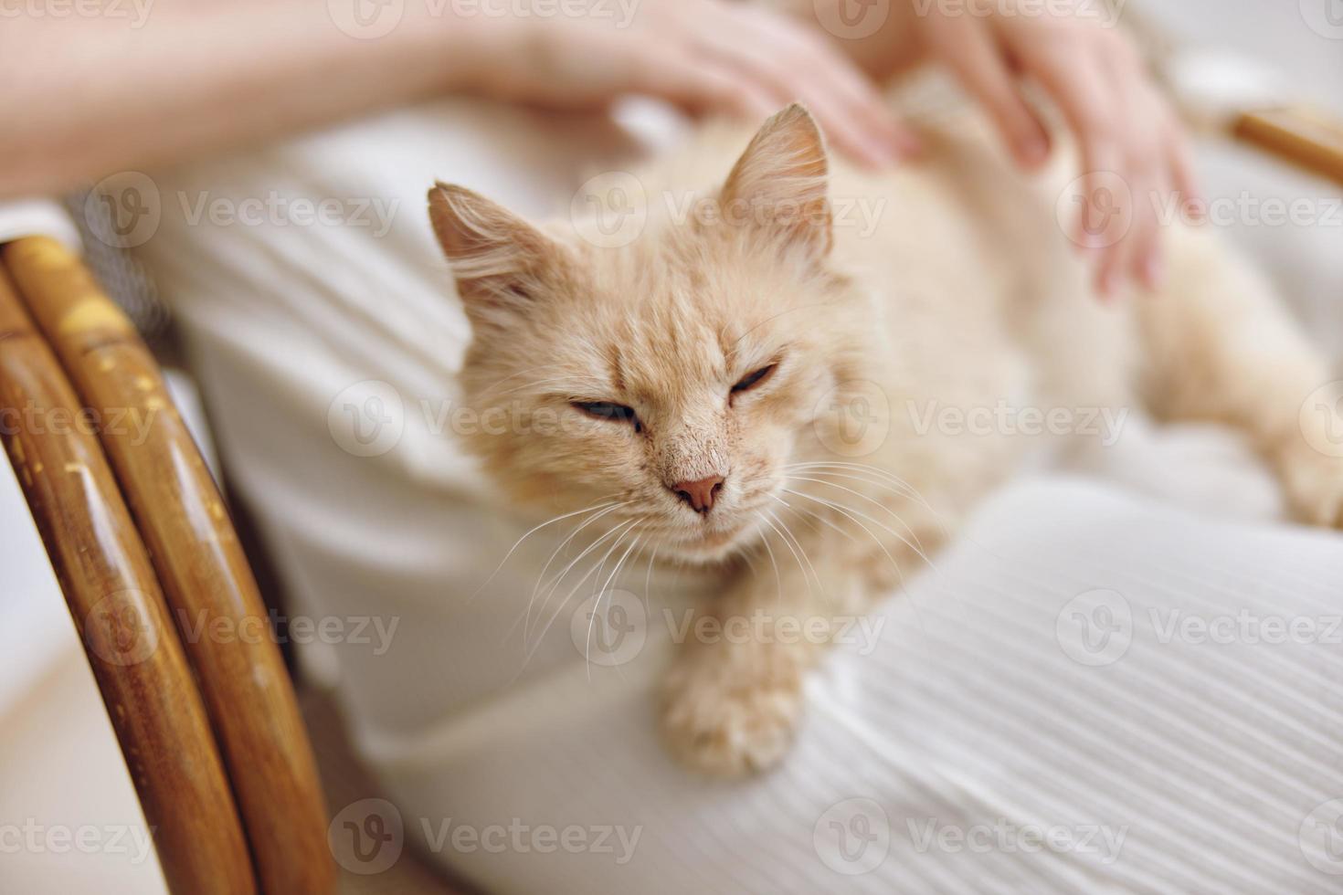 cat resting on a woman's legs pet love friendship photo