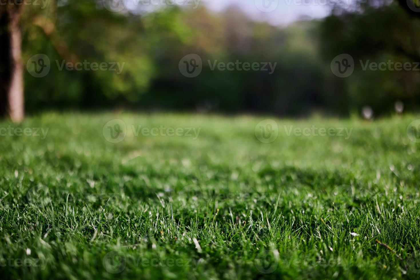 Fresh green grass in an alpine meadow in sunlight photo