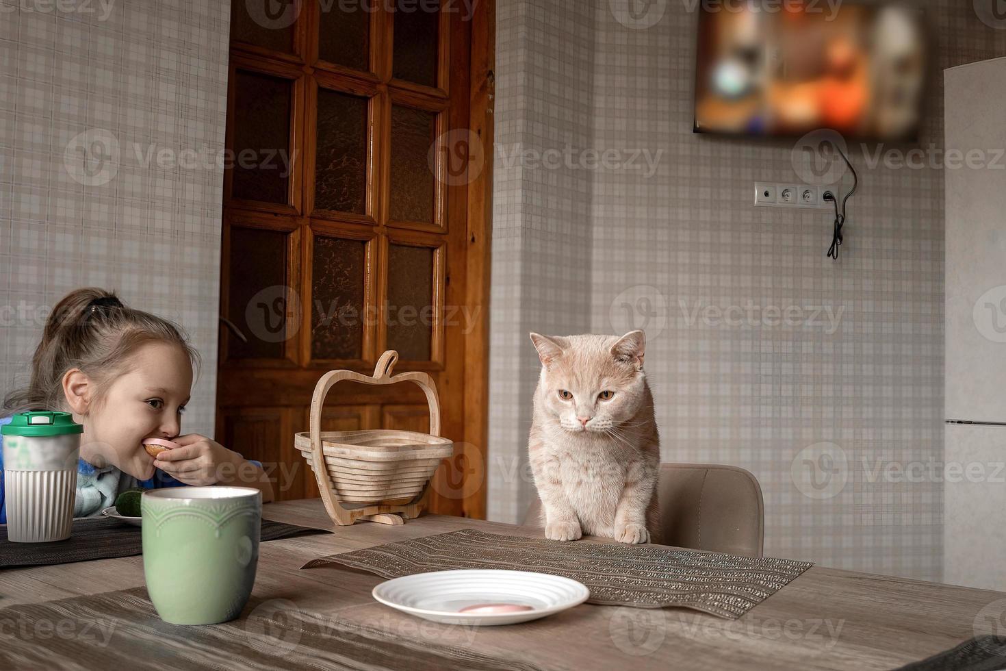 A brazen beautiful red cat with his family sits at the table in the kitchen during lunch and eats human food, he wants to steal the sausage from the plate. photo
