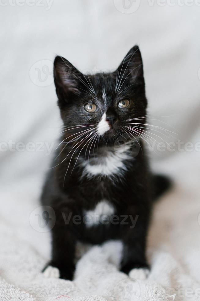 A small black cat with white spots is sitting on the sofa and looking up attentively photo