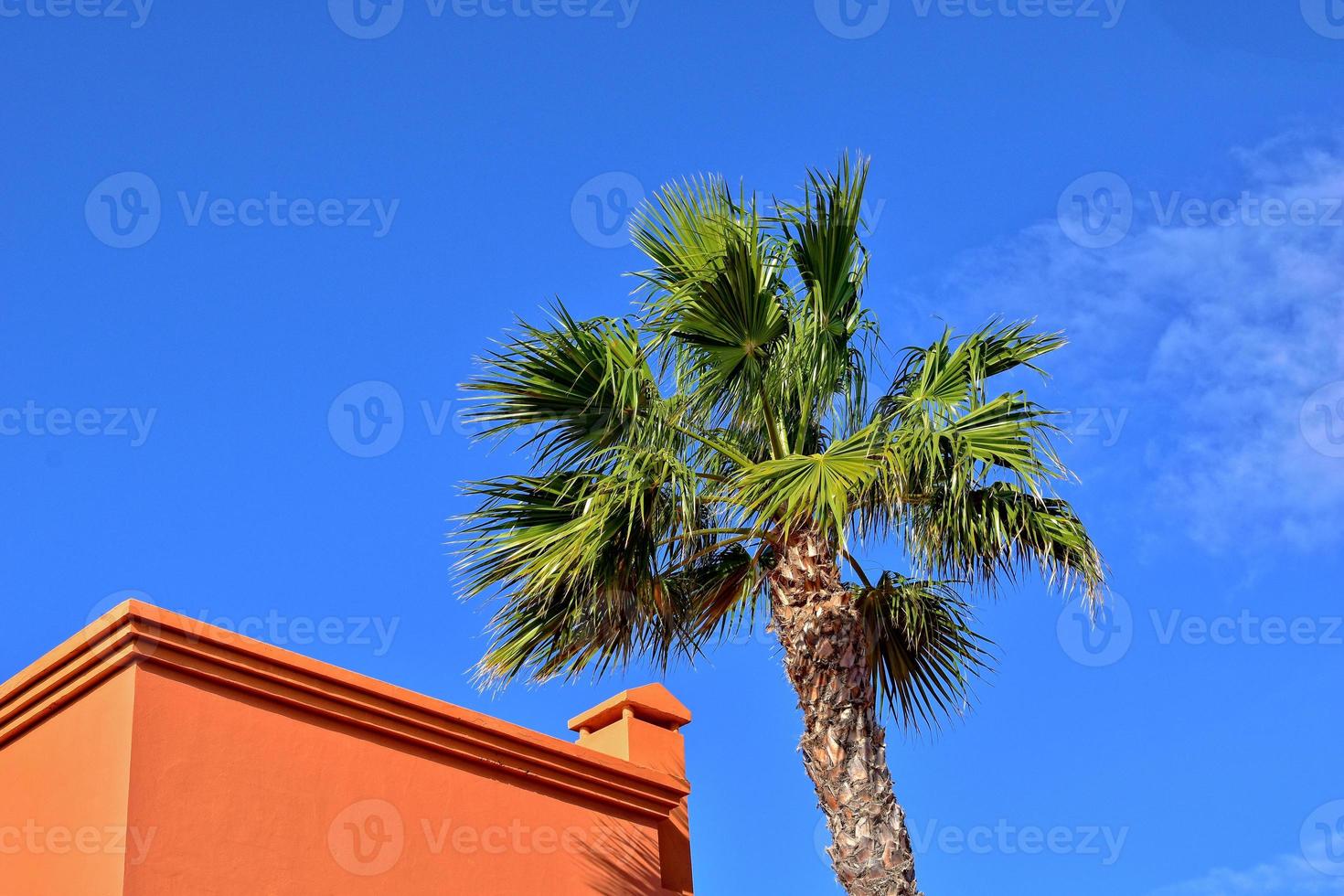green large palm tree growing in the tropics 22394065 Stock Photo at