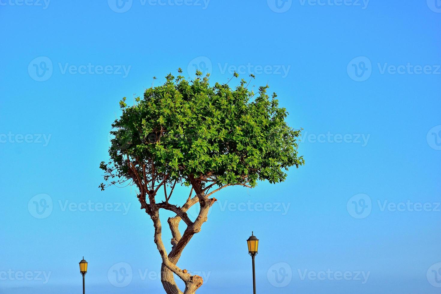green tree and a lantern against a cloudless blue sky photo