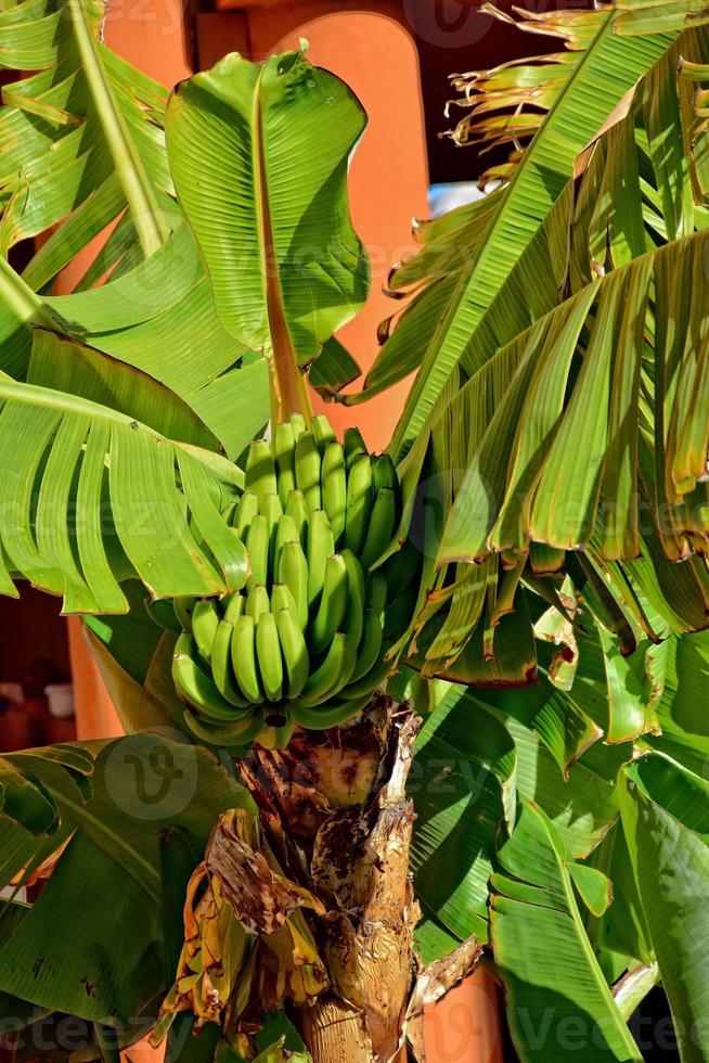 healthy ripe bananas on a tree among green leaves photo