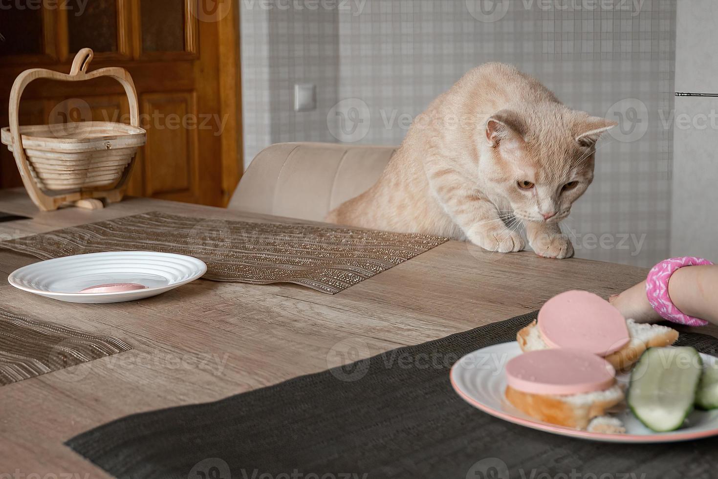 un descarado hermosa rojo gato con su familia se sienta a el mesa en el cocina durante almuerzo y come humano alimento, él quiere a robar el salchicha desde el lámina. foto