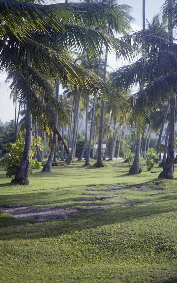 Palm trees on the lawn photo