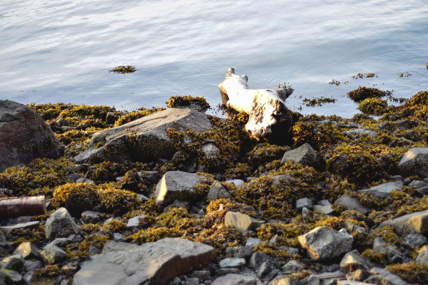 Seaweed on the rocks photo