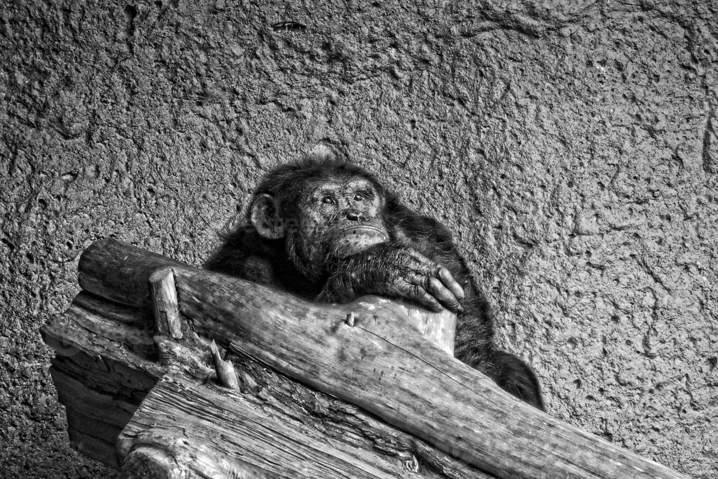 pensive young chimpanzee monkey on branch photo