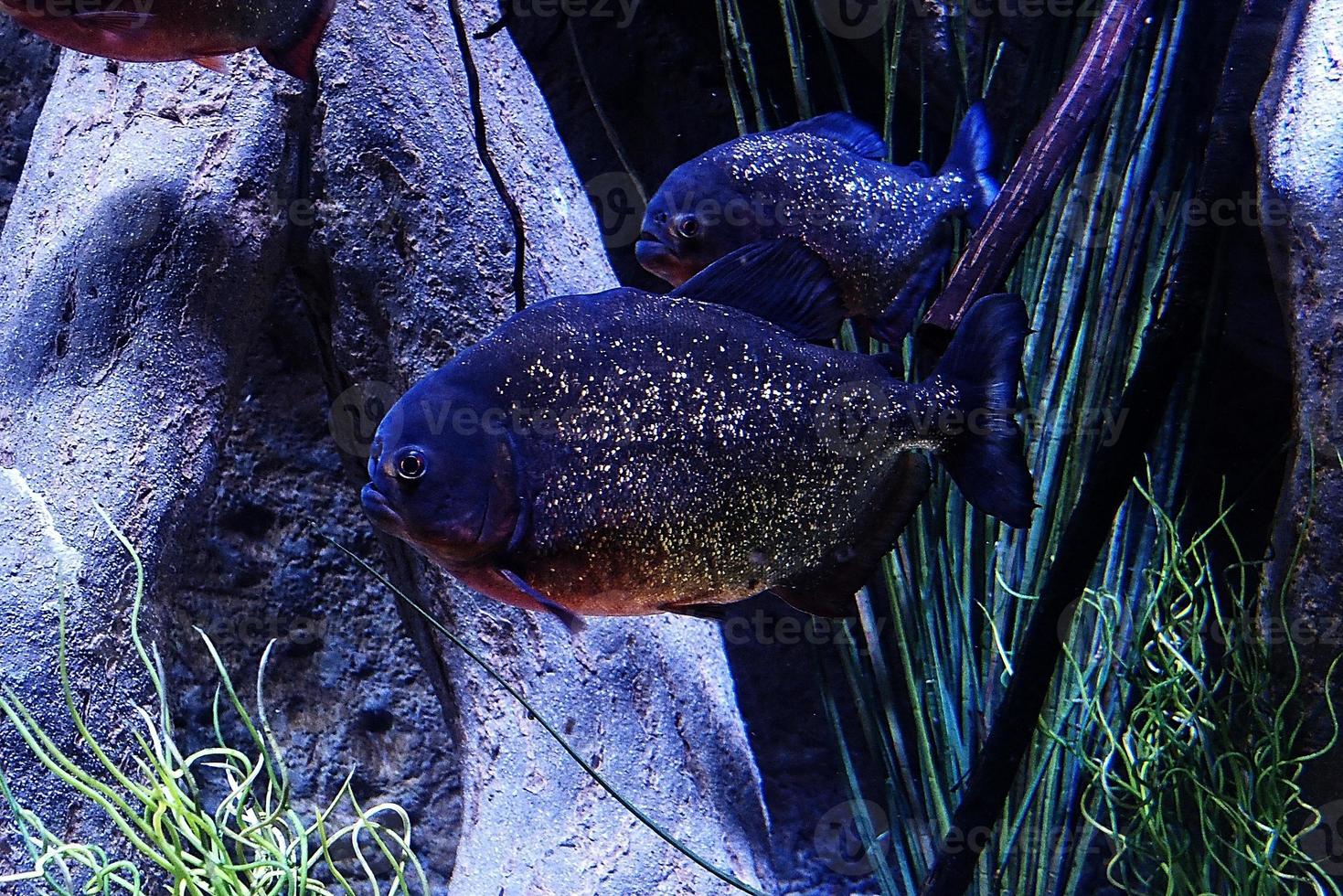 big piranha fish swimming in water in close-up photo