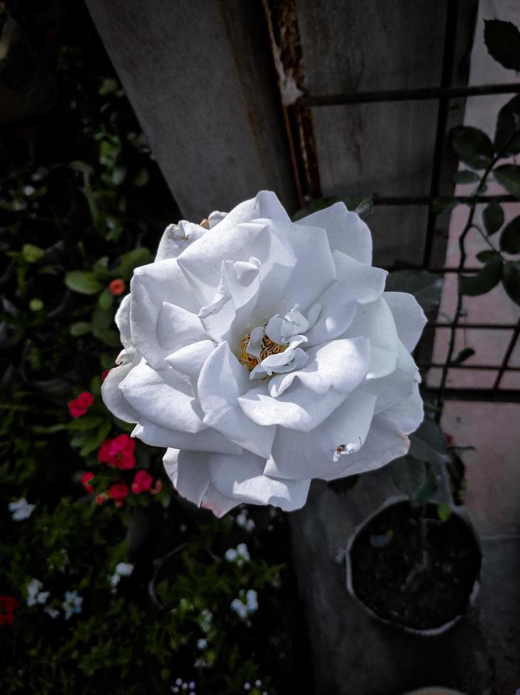 The floribunda rose bush was bred to be a cross between the hybrid tea rose and the polyantha rose. photo