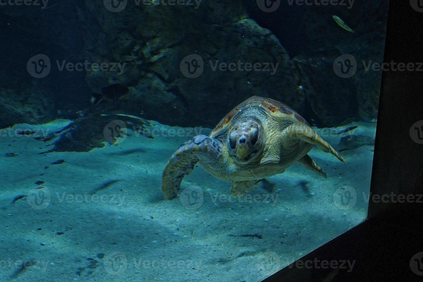 large sea turtle swimming in the sea water in the aquarium at the zoo in closeup photo