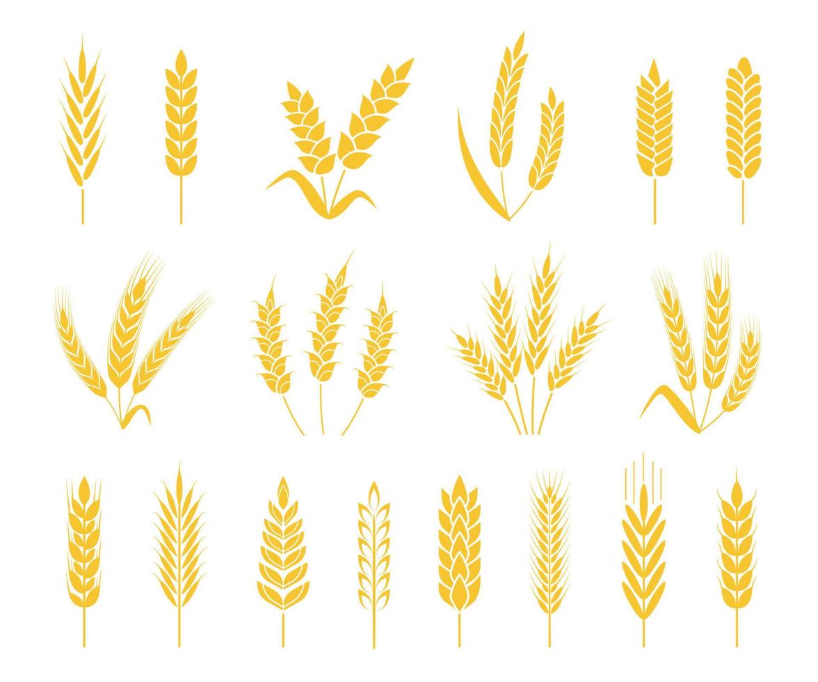 Wheat ears. Rice or barley crops, sheaf of wheat ear, grains and cereals. Organic grain ear, agriculture harvesting, bakery icon vector set