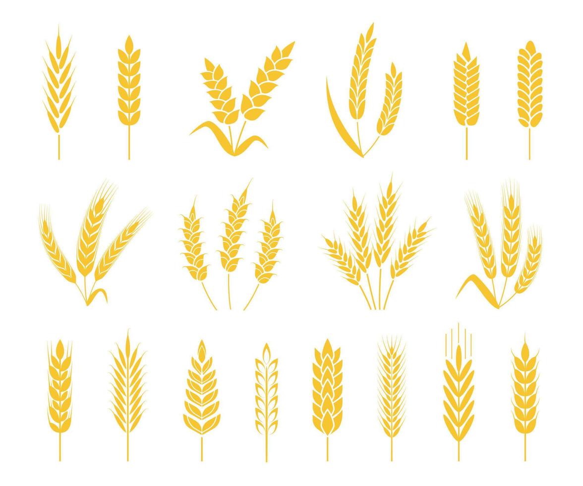 Wheat ears. Rice or barley crops, sheaf of wheat ear, grains and cereals. Organic grain ear, agriculture harvesting, bakery icon vector set