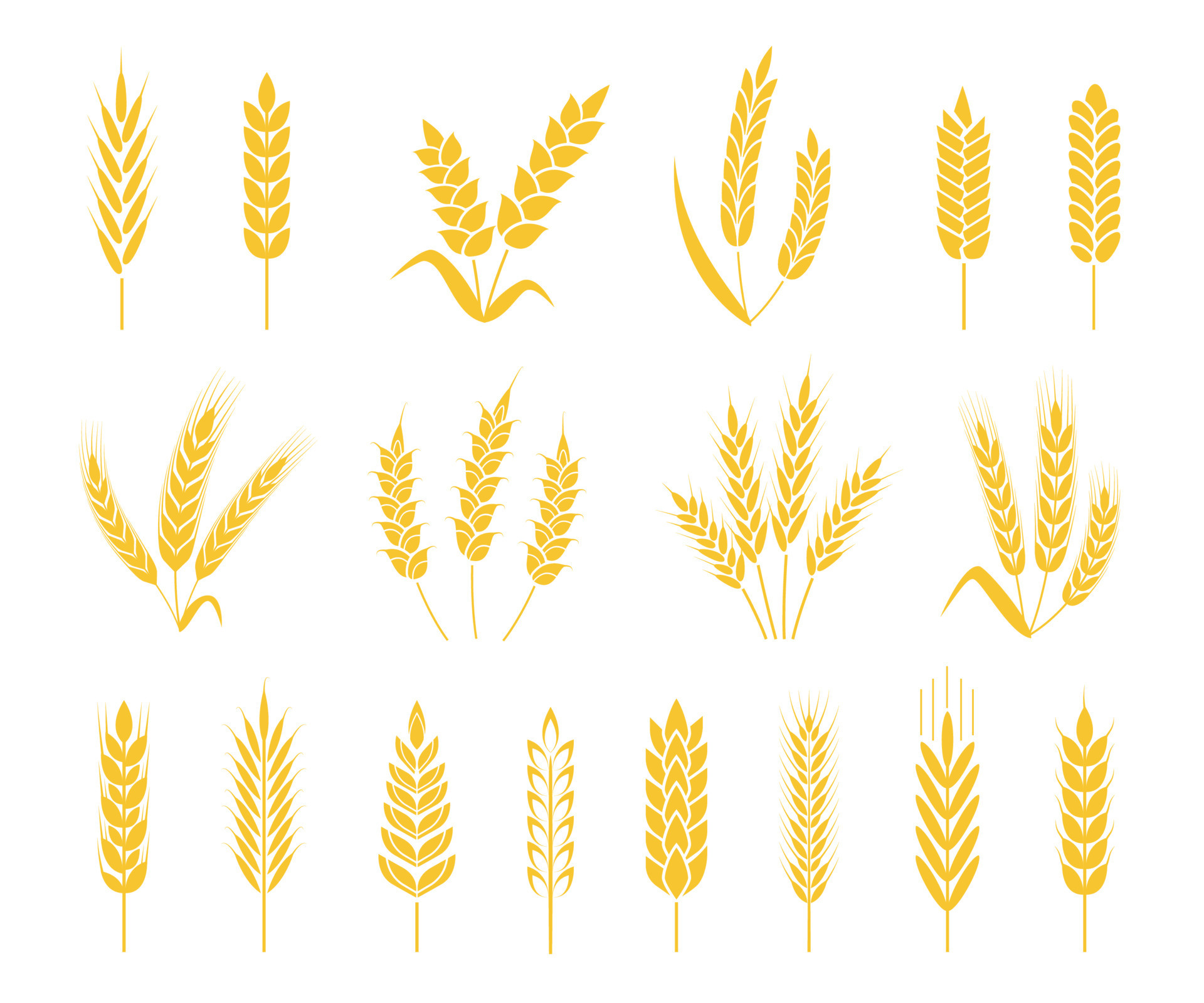 Wheat ears. Rice or barley crops, sheaf of wheat ear, grains and
