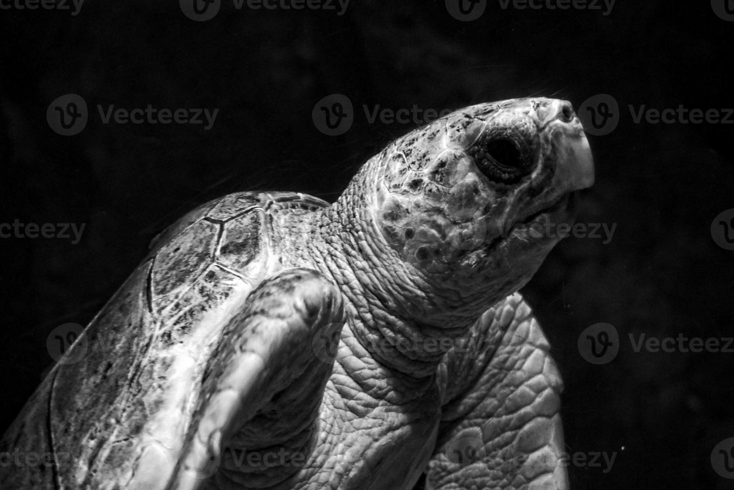 large sea turtle swimming in the sea water in the aquarium at the zoo in closeup photo