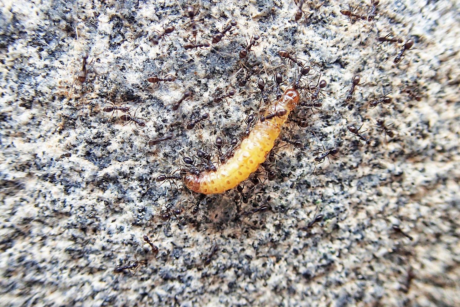 ants are carrying a dead caterpillar together on a concrete background photo