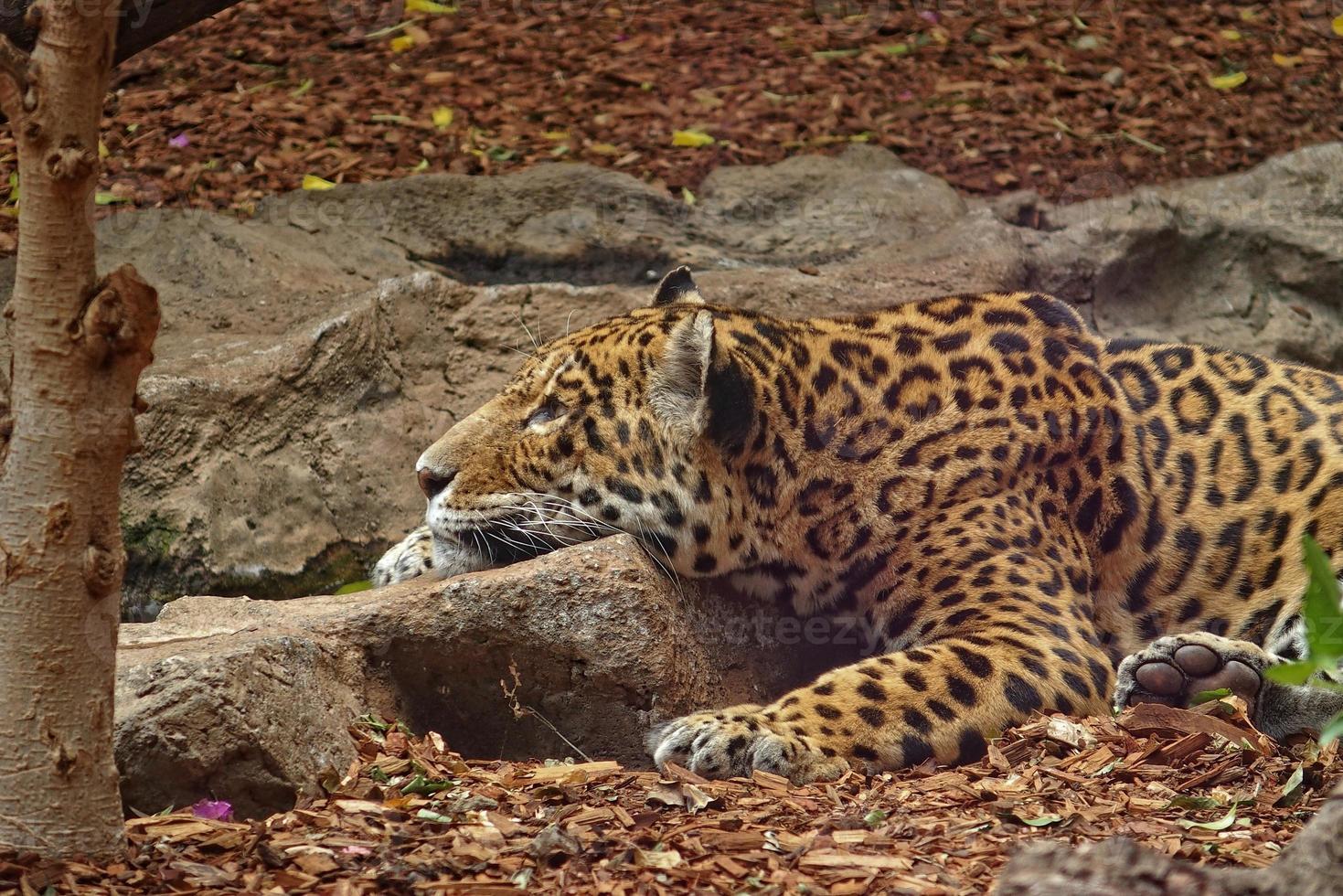 adult leopard lying in the zoo garden photo