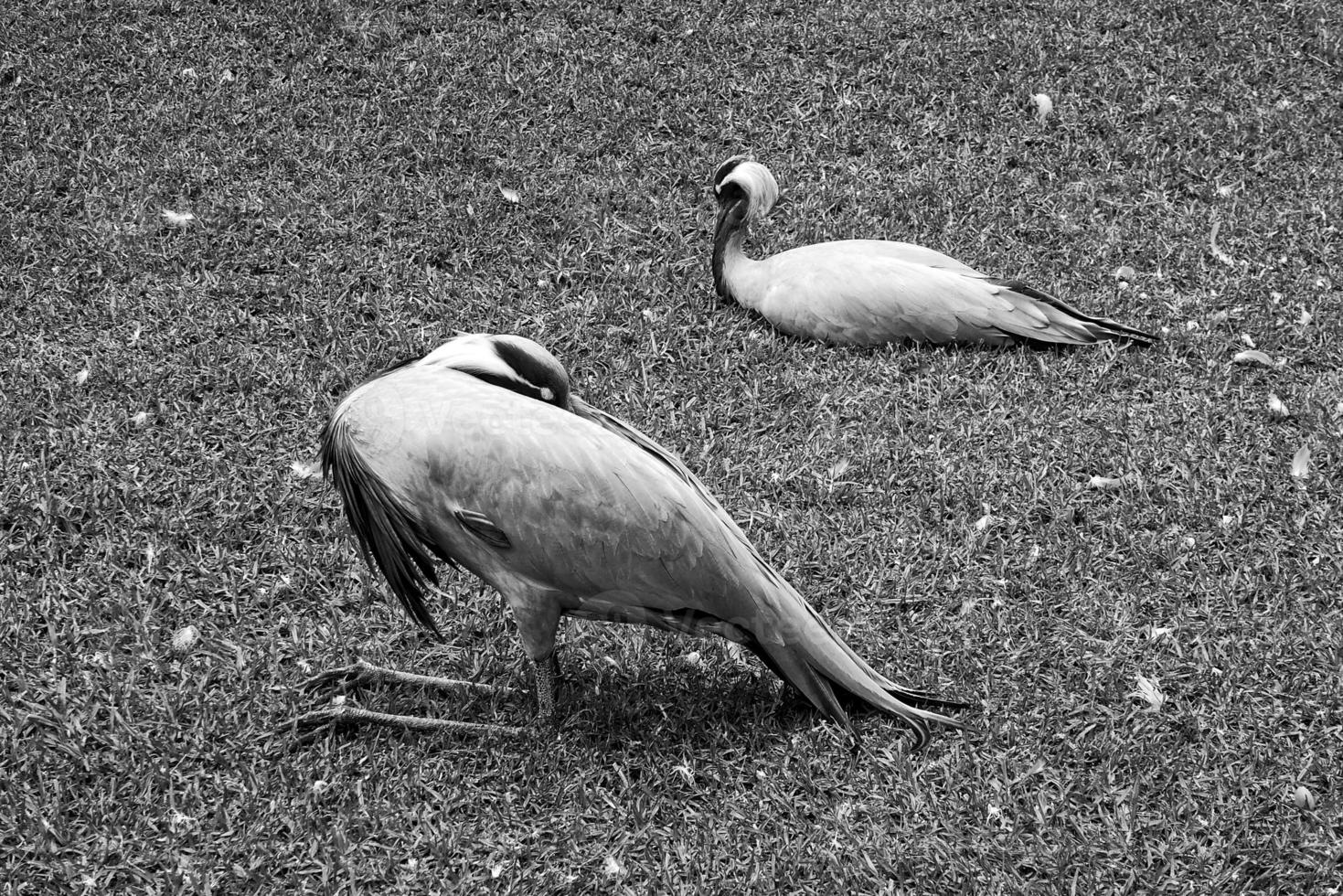 exotic big bird in natural habitat close-up photo