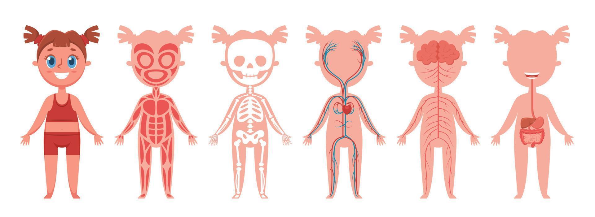 Girl body systems. Human anatomy skeleton, muscles, nerves, heart and veins, digestive organs. Educational vector infographic for kids